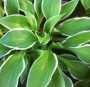Hosta ‘Francee’