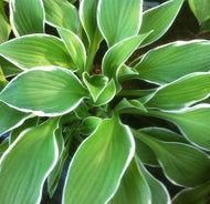 Hosta ‘Francee’
