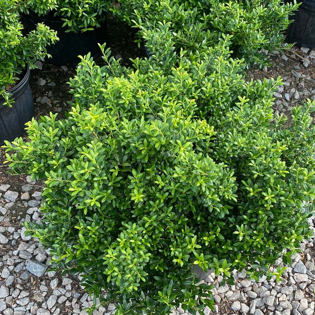Ilex Soft Touch