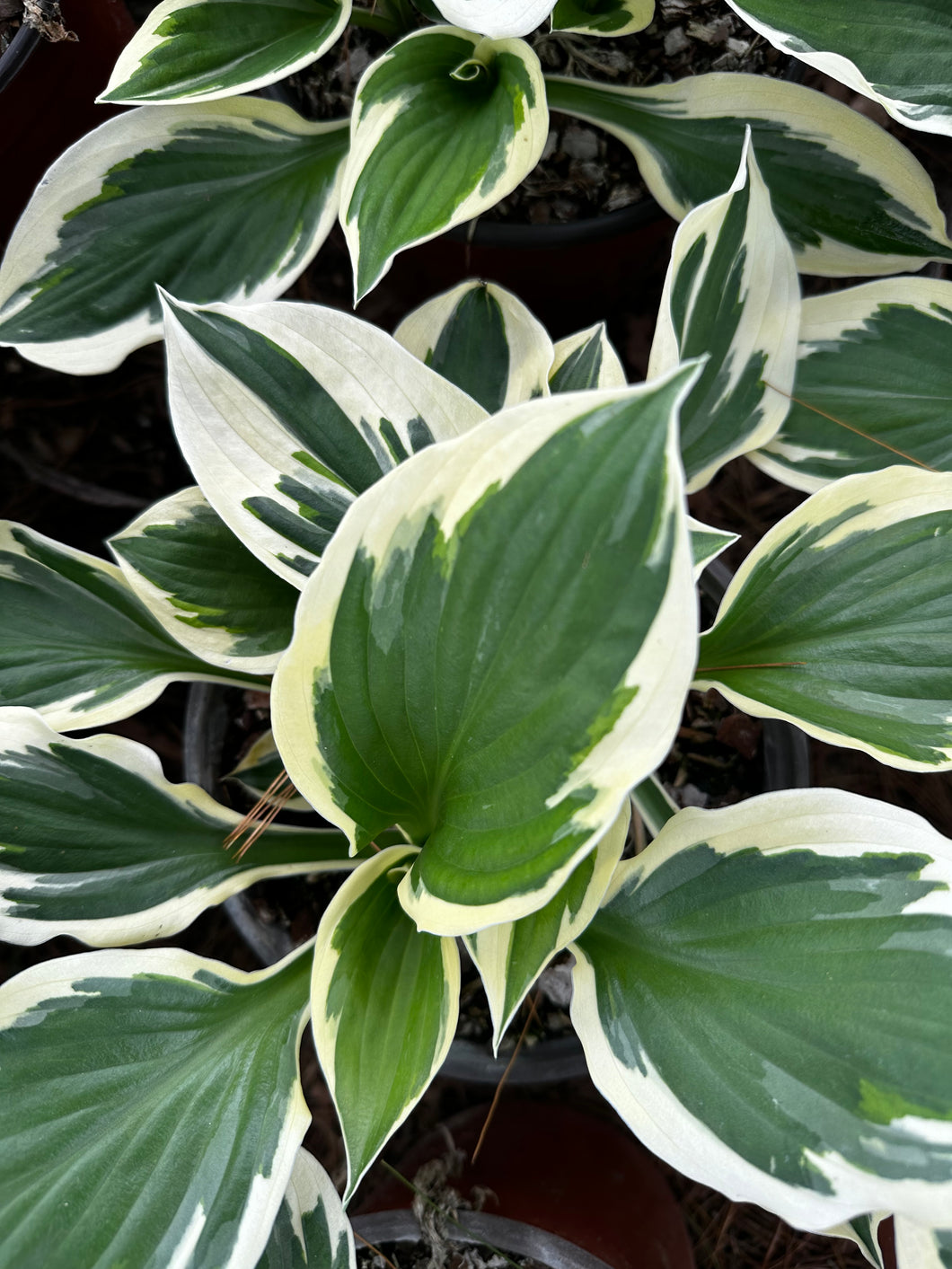 Hosta Minuteman