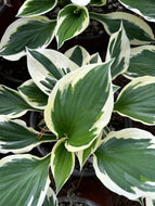 Hosta Minuteman