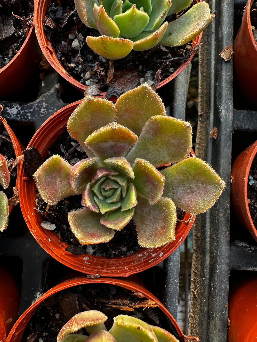 Echeveria 'Brown Rose'