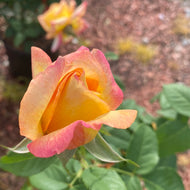 Hybrid Tea Roses
