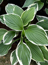 Load image into Gallery viewer, Hosta ‘Francee’
