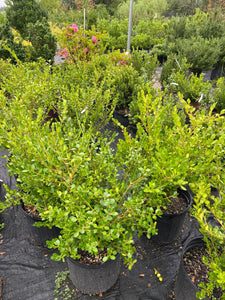 Buxus Winter Gem Hybrid Boxwood