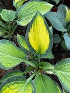 Hosta Paul’s Glory