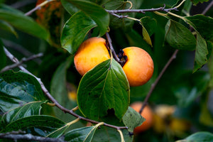 Diospyros virginiana American Persimmon