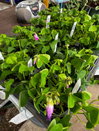 Oxalis articulata Pink Wood Sorrel