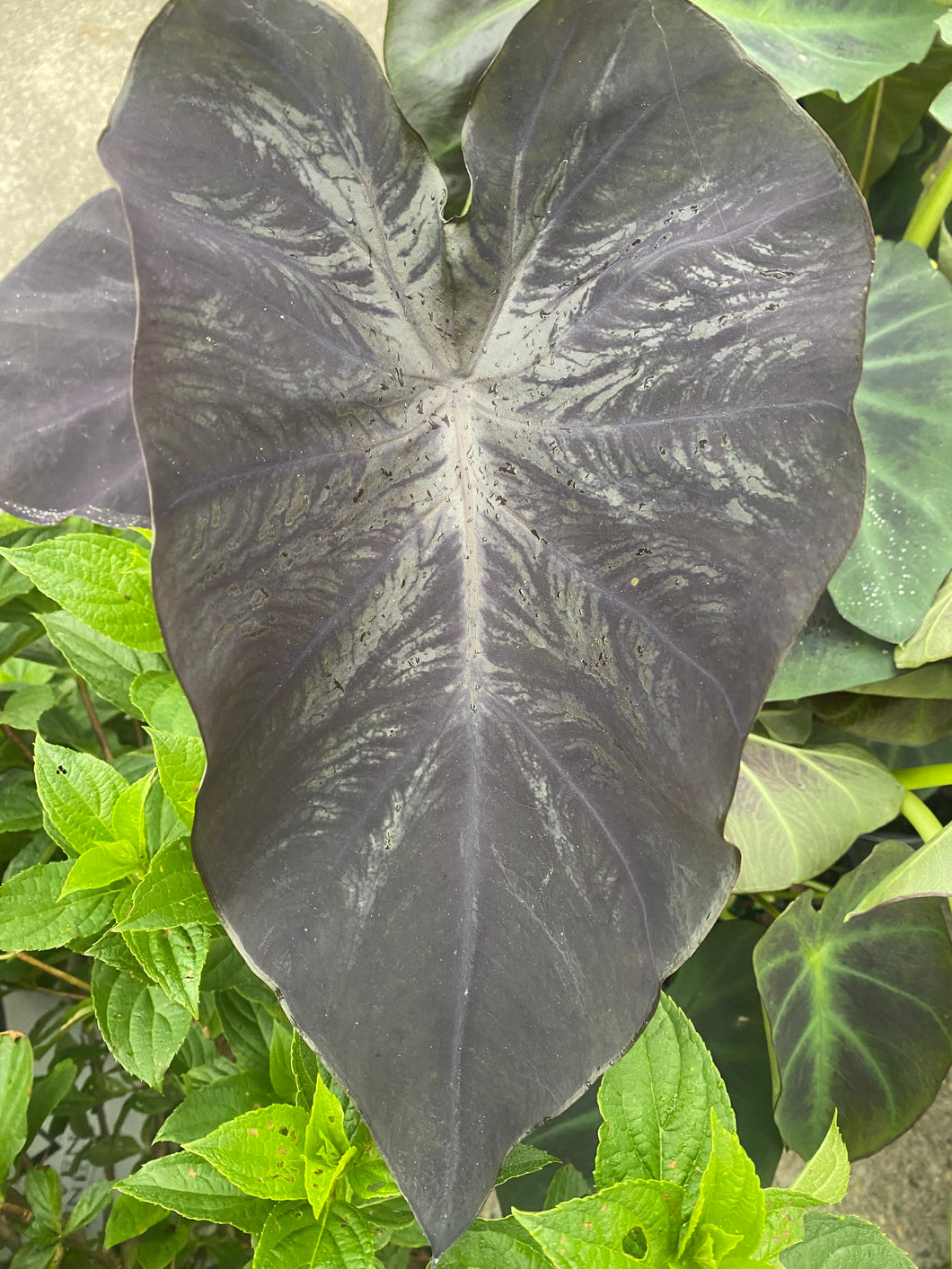 Colocasia esculenta 'Black Magic’