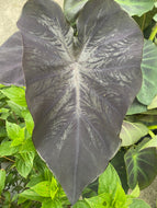 Colocasia esculenta 'Black Magic’