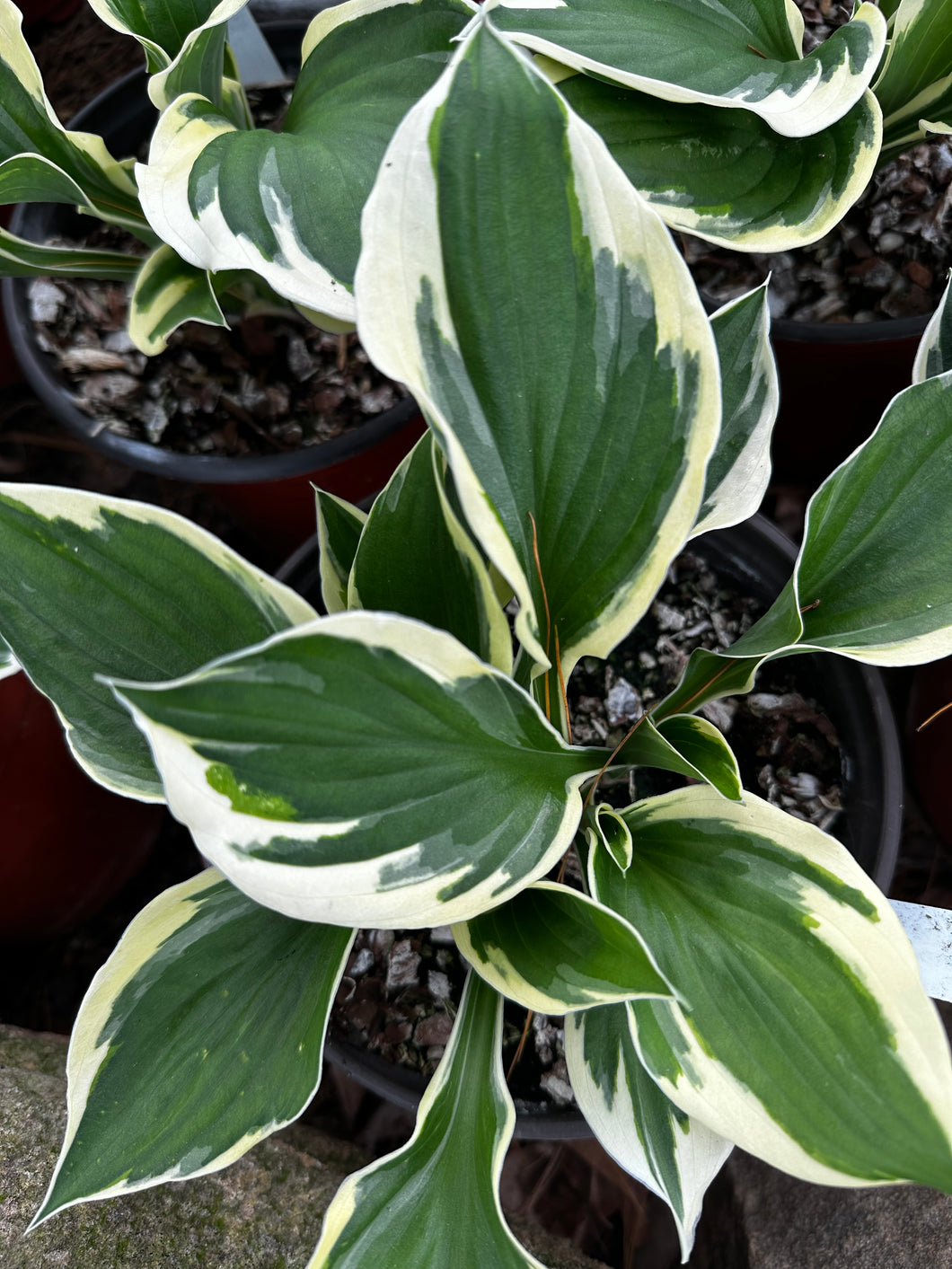 Hosta Patriot