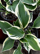 Hosta Patriot