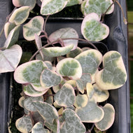 Variegated String of Hearts 3” pot