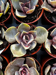 Echeveria 'Lotus (Spoons)'