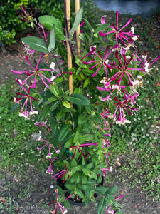 Lonicera periclymenum ‘Peaches and Cream’