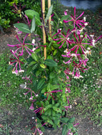Lonicera periclymenum ‘Peaches and Cream’
