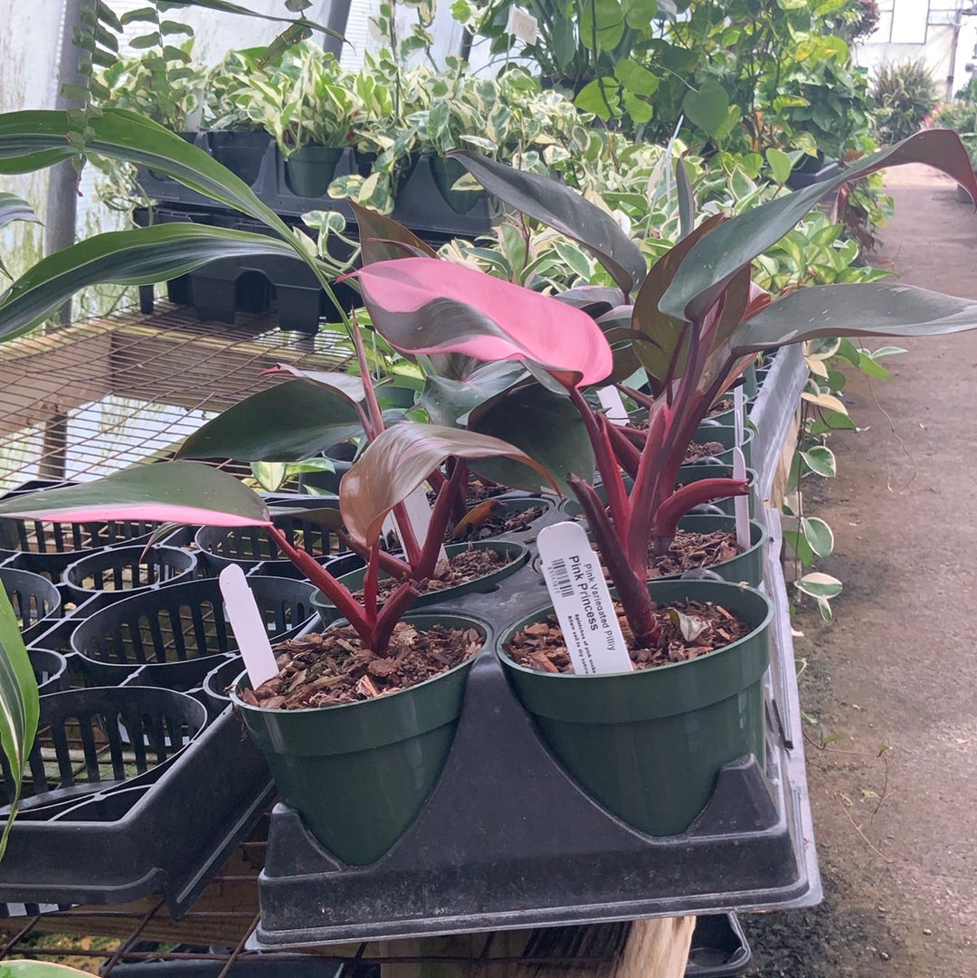 philodendron erubescens burgundy Philodendron erubescens 'Pink Princess' – Franklin Brothers Nursery