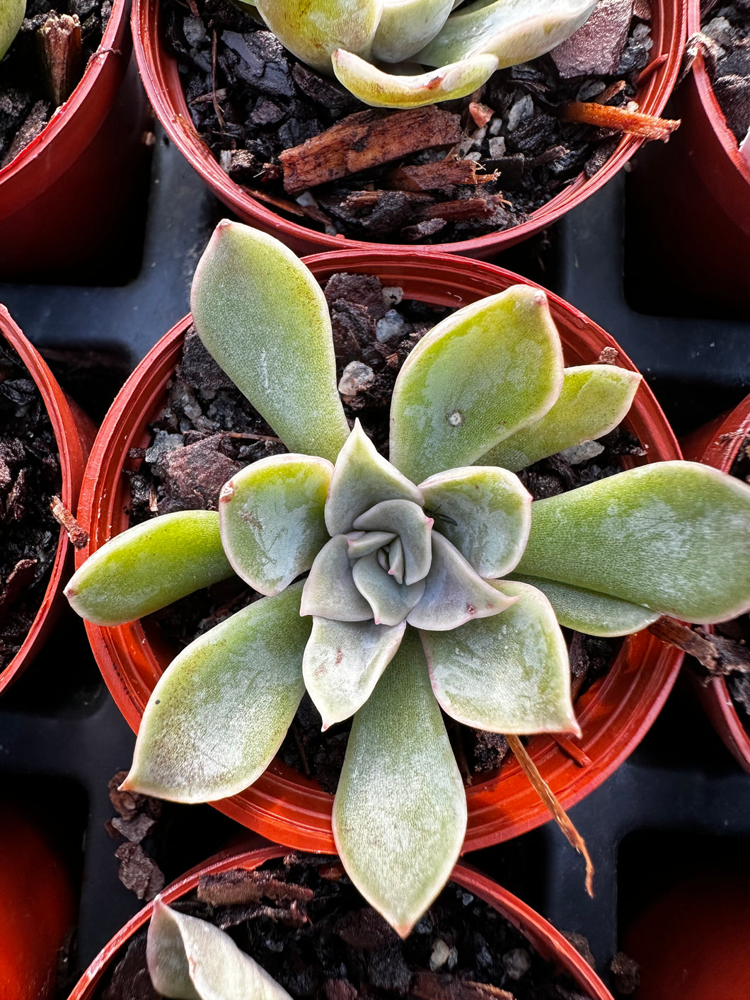 Echeveria 'Blue Speed