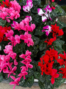 Cyclamen