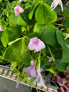 Oxalis regnelli Pink Shamrock
