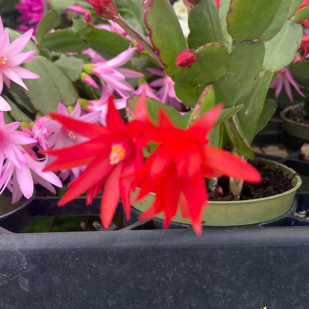 Rhipsalidopsis Spring Cactus