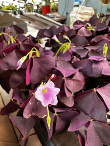 Oxalis Myke