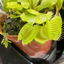 Load image into Gallery viewer, Diondea Venus Fly Trap
