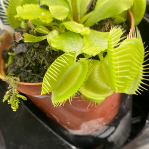 Diondea Venus Fly Trap