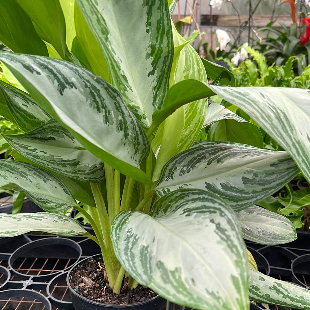 aglaonema sterling Aglaonema Silver Bay 8” pot – Franklin Brothers Nursery