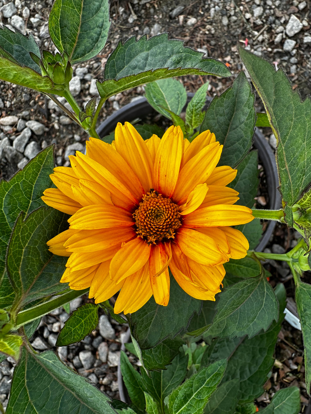 Heliopsis helianthoides ‘Sol d’ oro’