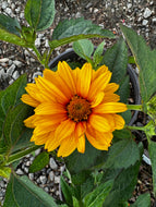 Heliopsis helianthoides ‘Sol d’ oro’
