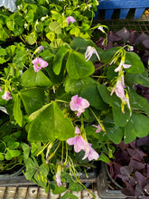Load image into Gallery viewer, Oxalis regnelli Pink Shamrock
