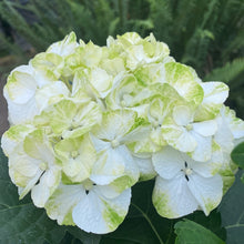 Load image into Gallery viewer, Florist Hydrangea-Merritts Supreme
