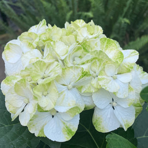 Florist Hydrangea-Merritts Supreme