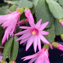 Load image into Gallery viewer, Rhipsalidopsis Spring Cactus
