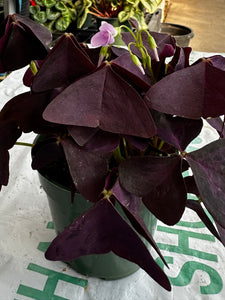 Oxalis Myke
