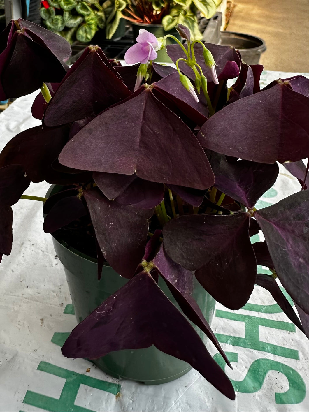 Oxalis Myke