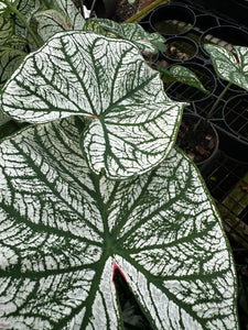 Caladium 4.5” pot