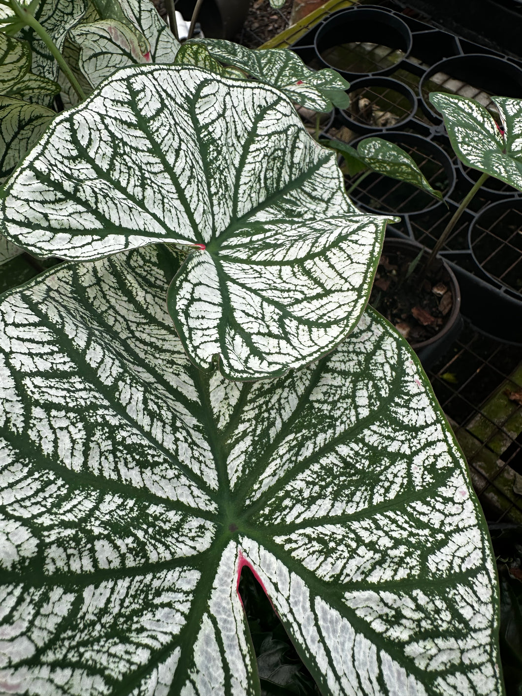 Caladium 4.5” pot