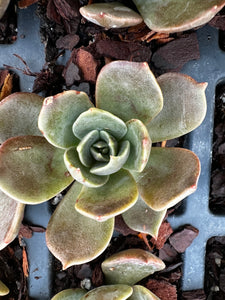 Echeveria 'Marrom'