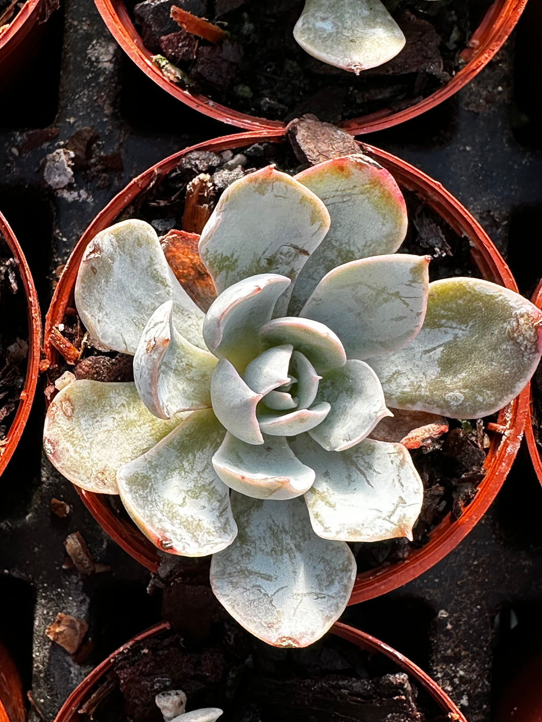 Echeveria 'Canadian'