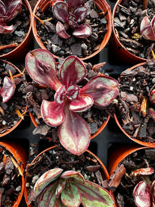 Echeveria 'Benitsukasa'