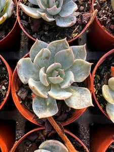 Echeveria 'Garotto'