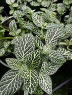 Fittonia White Nerve Plant