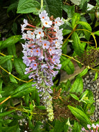 Buddliea Cornwall Blue