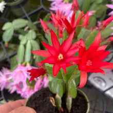 Load image into Gallery viewer, Rhipsalidopsis Spring Cactus
