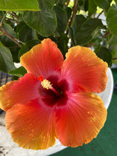 Load image into Gallery viewer, Hibiscus Tropical
