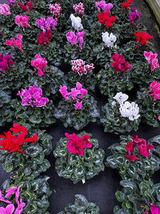 Cyclamen