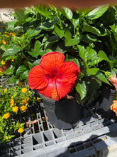Load image into Gallery viewer, Hibiscus Tropical
