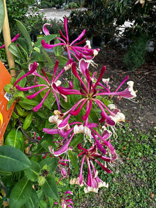 Lonicera periclymenum ‘Peaches and Cream’